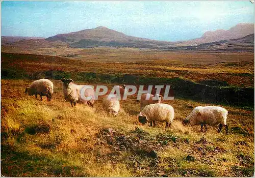 Cartes postales moderne Highland black face sheep