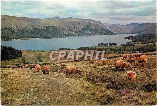 Cartes postales moderne Highland cattle by the shores of loch fyne argyllshire scotland