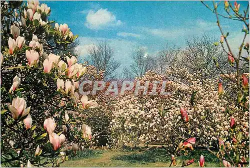 Cartes postales moderne Royal Botanic Garden