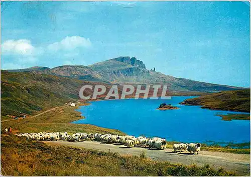 Cartes postales moderne Sheep droving of Loch Fado Isle of Skye