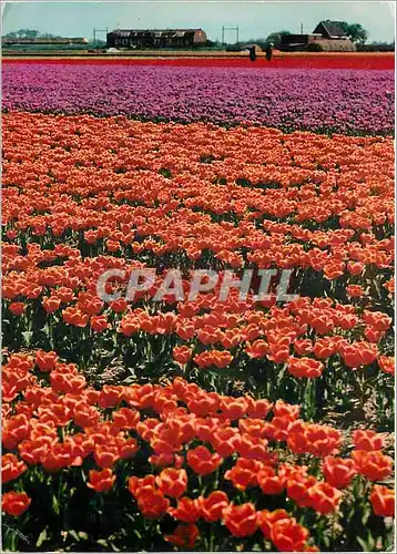 Cartes postales moderne Holland La Hollande en parure des fleurs