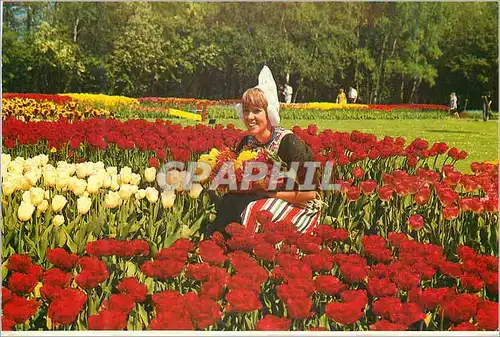 Moderne Karte Holland La Hollande en parure des fleurs