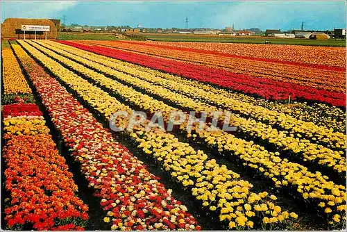 Cartes postales moderne Holland La Hollande en parure des fleurs
