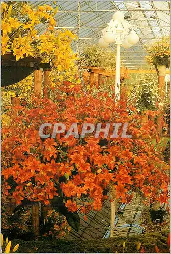 Cartes postales moderne Holland