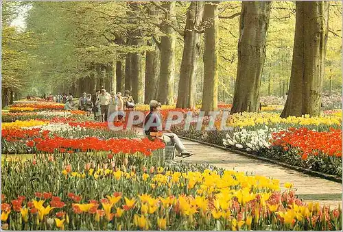 Cartes postales moderne Holland