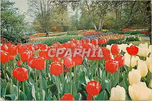 Cartes postales moderne Holland