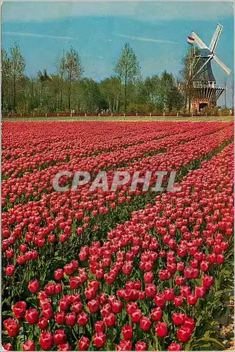 Cartes postales moderne Holland