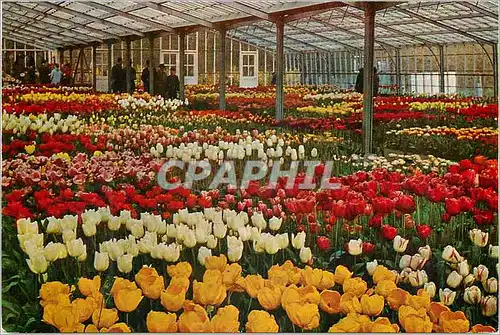 Cartes postales moderne Holland