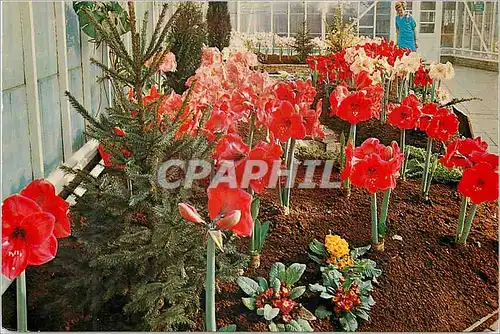 Cartes postales moderne Holland