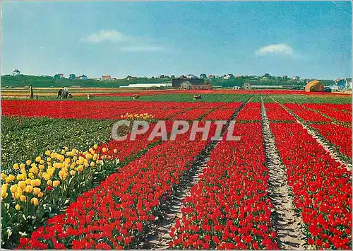 Cartes postales moderne Holland La Hollande en Parure des fleurs
