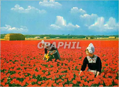 Cartes postales moderne Holland Pays des fleurs