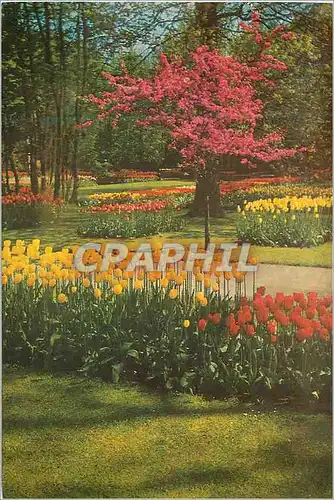 Cartes postales moderne Keukenhof Lisse Holland