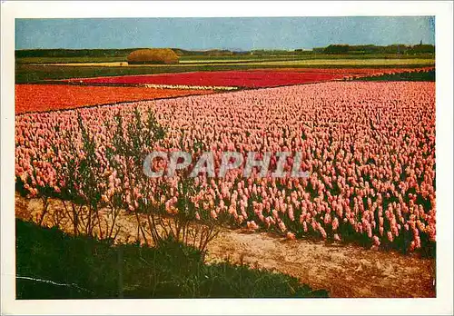 Cartes postales moderne Holland