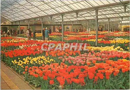 Cartes postales moderne Keukenhof Lisse Holland
