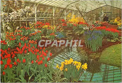 Cartes postales moderne Keukenhof Lisse Holland