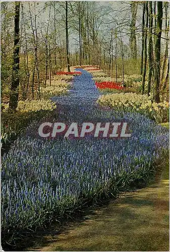 Cartes postales moderne Keukenhof Lisse Holland
