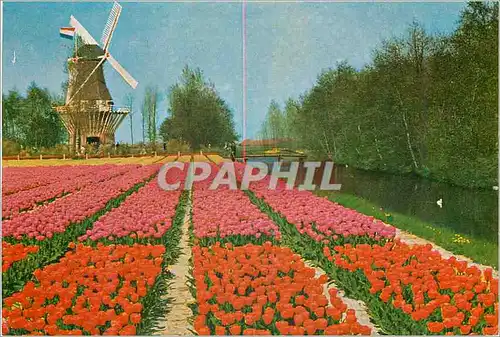 Cartes postales moderne Keukenhof Lisse Holland