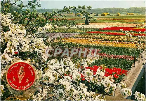 Moderne Karte La Hollande en Parure des Fleurs