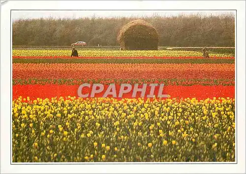Cartes postales moderne Hollande Champs des fleurs