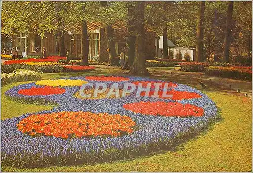 Cartes postales moderne Keukenhof Lisse Holland