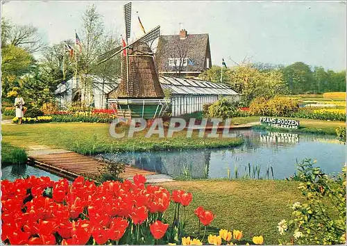 Cartes postales moderne Vogelezan Holland