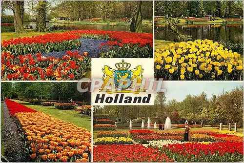 Cartes postales moderne La Hollande en parure des fleurs