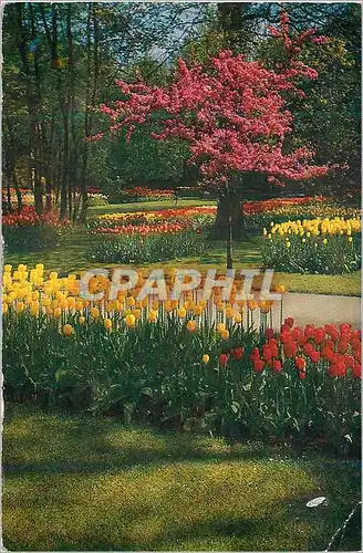 Cartes postales moderne Keukenhof Lisse Holland