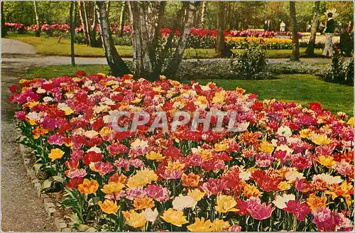 Moderne Karte Keukenhof Lisse Holland