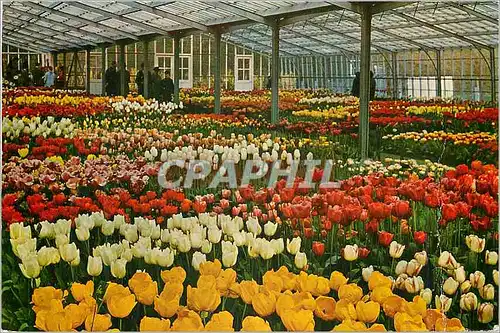 Cartes postales moderne Keukenhof Lisse Holland