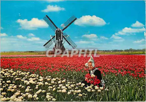 Cartes postales moderne Holland Land of Flowers and Wind millls Moulin