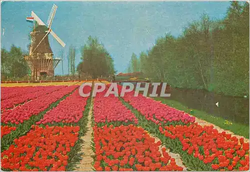 Cartes postales moderne Keukenhof Lisse Holland Moulin a vent