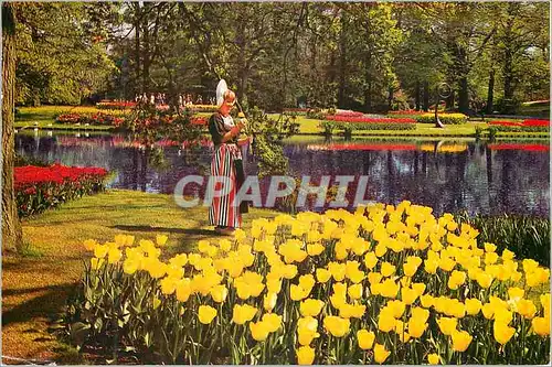 Cartes postales moderne La Hollande en parure des fleurs