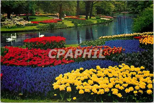 Cartes postales moderne La Hollande en parure des fleurs