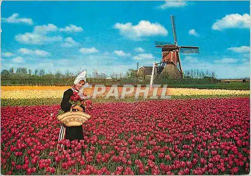 Moderne Karte Holland Land of Flowers and Wind mille