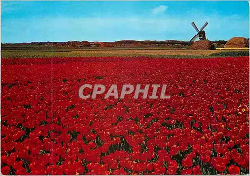 Cartes postales moderne Holland Land of Flowers and Wind mille