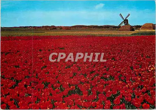 Moderne Karte Holland Land of Flowers and Wind mille