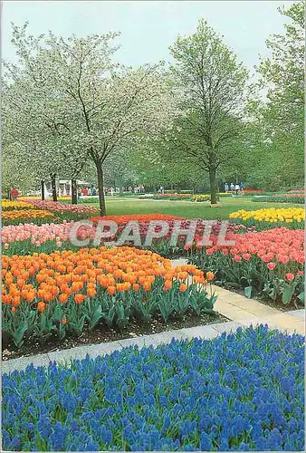 Cartes postales moderne Keukenhof Lisse Holland