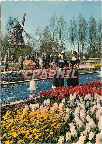 Cartes postales moderne La Hollande en parure des fleurs