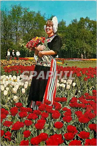 Cartes postales moderne La Hollande en parure des fleurs