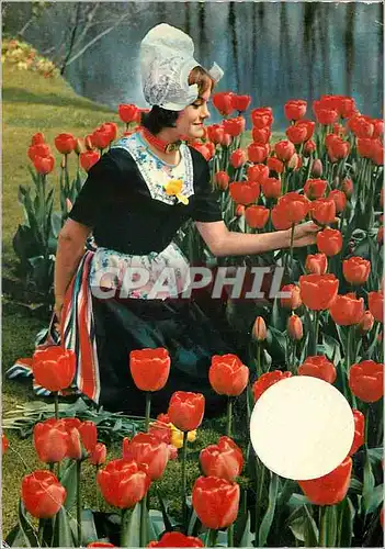 Cartes postales moderne La Hollande en parure des fleurs