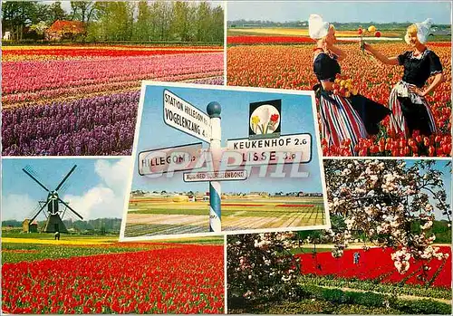 Moderne Karte Holland in Flower decoration
