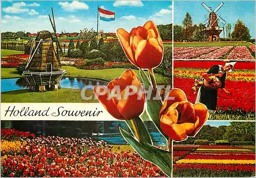 Cartes postales moderne Holland Souvenir