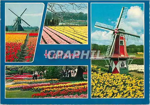 Cartes postales moderne Holland in Flower decoration