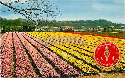 Moderne Karte Holland in Flower decoration