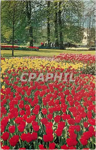 Cartes postales moderne Holland in Flower decoration