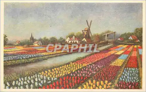 Cartes postales moderne Holland Moulin a vent Fleurs