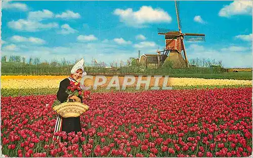 Moderne Karte Holland Land of Flowers and Wind mille