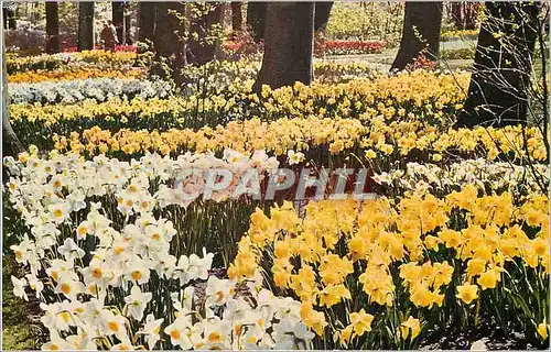 Cartes postales moderne Holland Fleurs