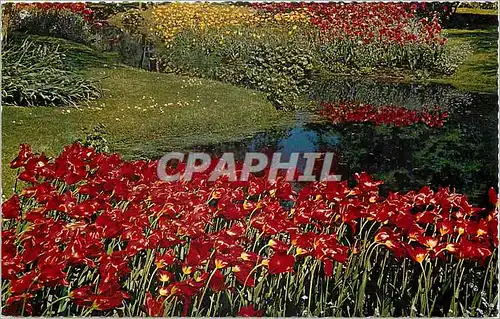 Cartes postales moderne De Bloemenvelden in Bloei It is Bulb Time