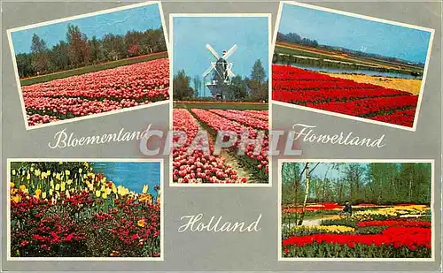 Cartes postales moderne De Bloemenvelden in Bloei It is Bulb Time
